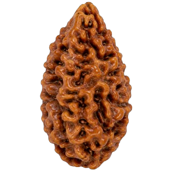 1 Mukhi Rudraksha