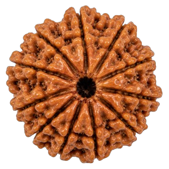 11 Mukhi Rudraksha
