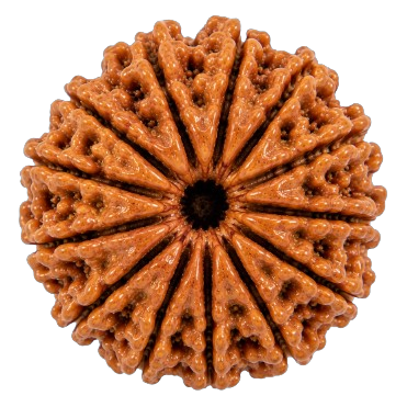 13 Mukhi Rudraksha