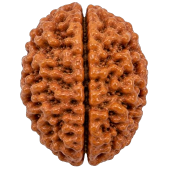2 Mukhi Rudraksha