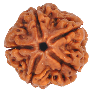 5 Mukhi Rudraksha