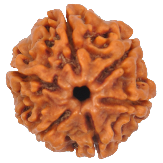 6 Mukhi Rudraksha