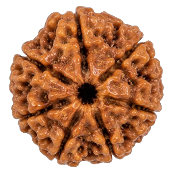 7 Mukhi Rudraksha