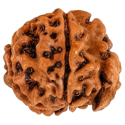 Ganesh Mukhi Rudraksha