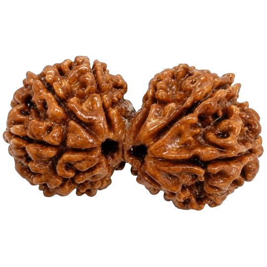 Gauri Shankar Rudraksha