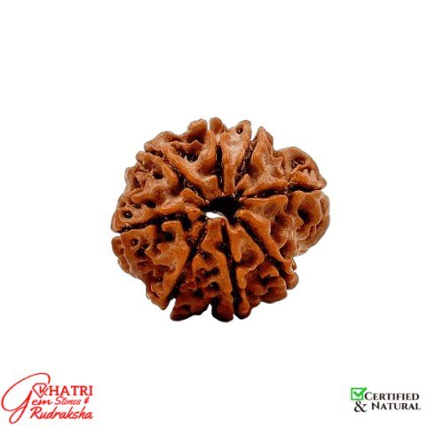 8 Mukhi Rudraksha — view 2