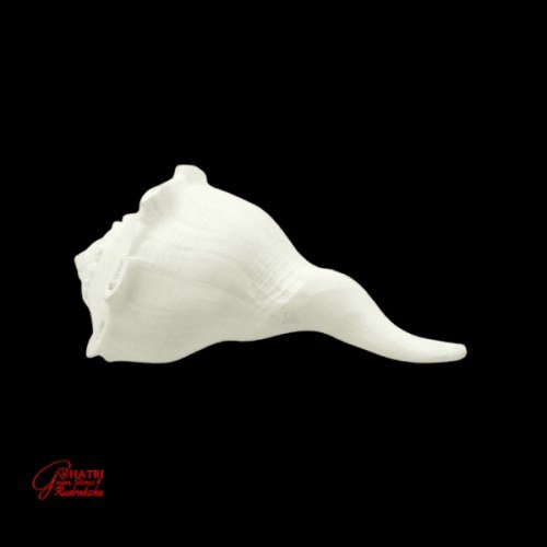 DAKSHINAVARTI SHANKHA (SMALL)