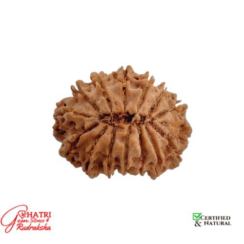 14 Mukhi Rudraksha — view 2