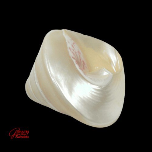MOTI SHANKHA (LARGE) — view 2