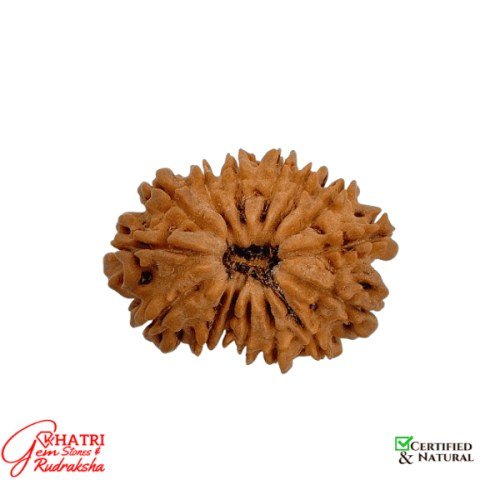 13 Mukhi Rudraksha