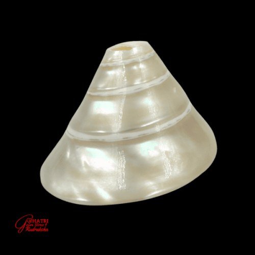 MOTI SHANKHA (MEDIUM)