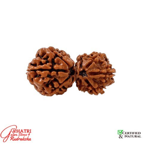 Gauri Shankar Rudraksha