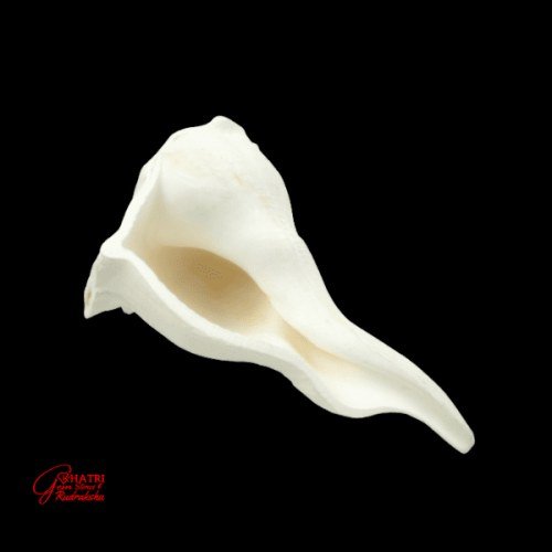 DAKSHINAVARTI SHANKHA (SMALL) — view 2
