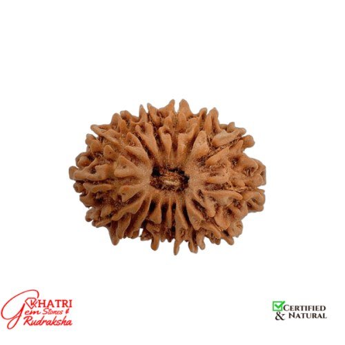 13 Mukhi Rudraksha