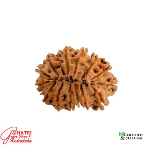 13 Mukhi Rudraksha — view 2